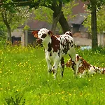 La Ferme Manoir Saint Barthelemy 3*