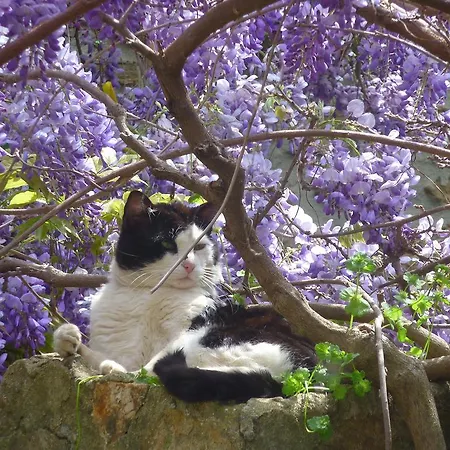 Bed and Breakfast La Ferme Manoir Saint Barthelemy 3*