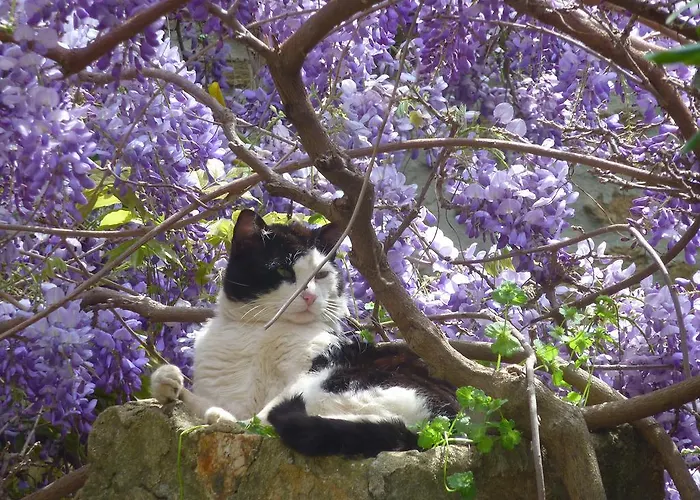 לינה וארוחת בוקר La Ferme Manoir Saint Barthelemy 3*