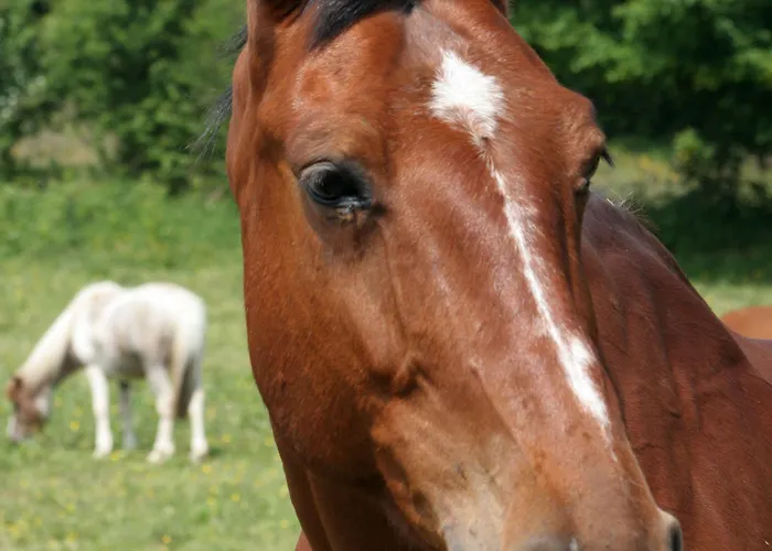 La Ferme Manoir Saint Barthelemy 3*